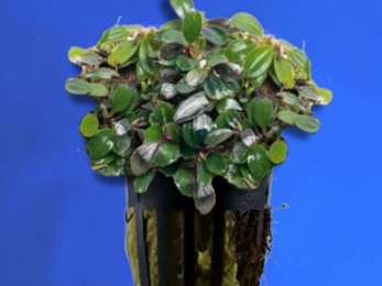 BUCEPHALANDRA SP. DARK NEEDLE MINI (225)