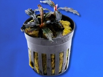 BUCEPHALANDRA SP. GODZILLA (234)