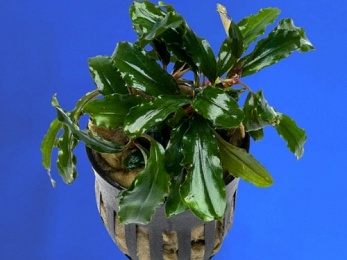 BUCEPHALANDRA SP. GREEN WAVY (223)