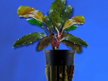 BUCEPHALANDRA SP. KAPIT PYGMAE (238)