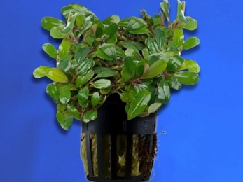 BUCEPHALANDRA SP. KIR ROYALE (250)