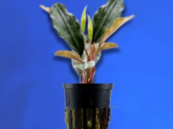 BUCEPHALANDRA SP. LETO (239)