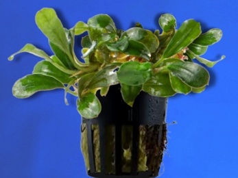 BUCEPHALANDRA SP. LITTLE DAGGER (216)