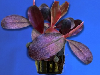 BUCEPHALANDRA SP. PURPLE BLUE (240)