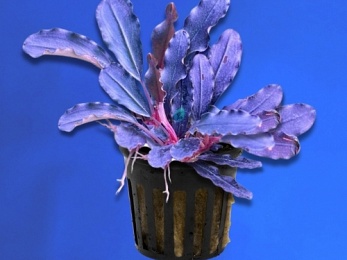 BUCEPHALANDRA SP. PURPLE RAIN (218)