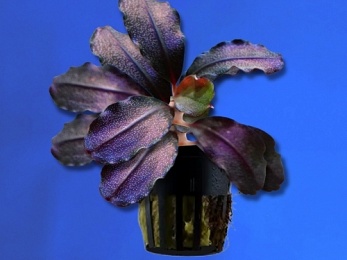 BUCEPHALANDRA SP. RED BLADE (235)