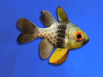 CARDINALFISH PAJAMA (PTERAPOGON KAUDERIN)