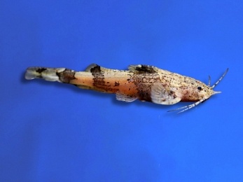 CATFISH AKYSIS MARBLE