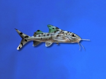 CATFISH PICTUS