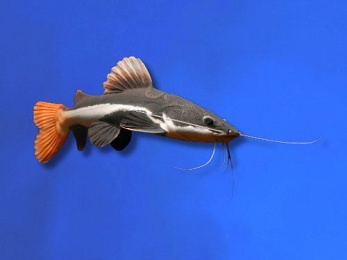 CATFISH REDTAIL
