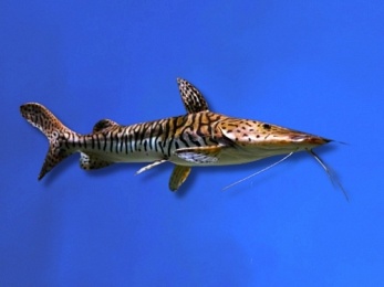 CATFISH SHOVELNOSE TIGER