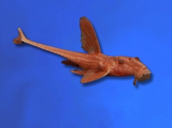 CATFISH WHIPTAIL RED LIZARD