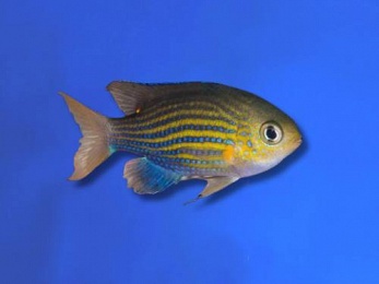 CHROMIS LINED (CHROMIS LINEATA)