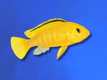 CICHLID AFRICAN PRINCE / YELLOW LAB