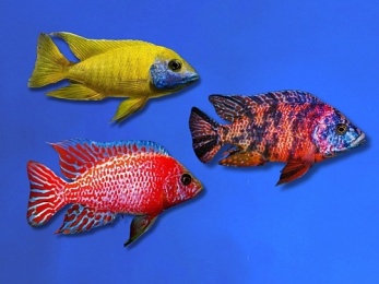 CICHLID AULUNOCARA PEACOCK ASSORTED HQ