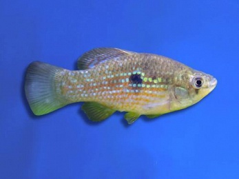 CICHLID DWARF FLAG