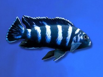 CICHLID DEMASONI