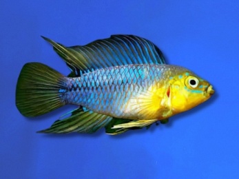 CICHLID DWARF APISTOGRAMMA BLUE YELLOW BORELLI