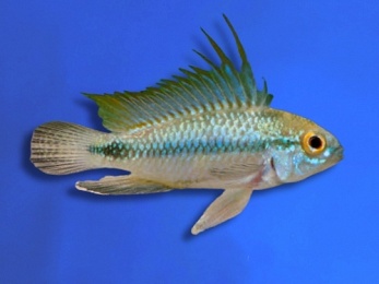 CICHLID DWARF APISTOGRAMMA TRIFASCIATA