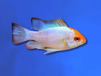 CICHLID RAMIREZI DWARF PLATINUM