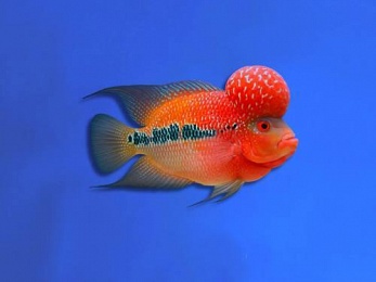 CICHLID FLOWERHORN BIG HEAD