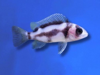 CICHLID FRONTOSA BLACK WIDOW