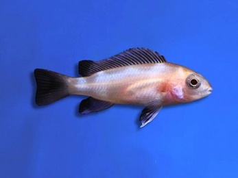 CICHLID FRONTOSA RED WIDOW