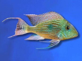 CICHLID GEOPHAGUS SVENI