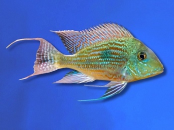 CICHLID GEOPHAGUS SVENI