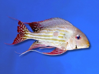 CICHLID GEOPHAGUS WINEMILLERI SILVER STRIPED