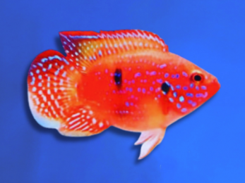 CICHLID JEWEL RED SHORT BODY