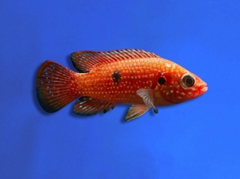 CICHLID JEWEL RED