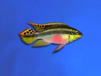 CICHLID KRIBENSIS