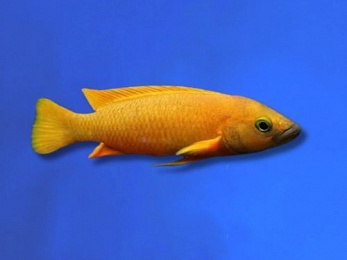 CICHLID LELEUPI / LEMON