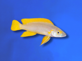 CICHLID NEOLAMPROLOGUS LONGIOR KABOGO