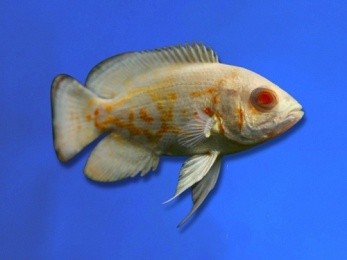 CICHLID OSCAR ALBINO VELVET