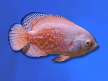 CICHLID OSCAR TIGER ALBINO