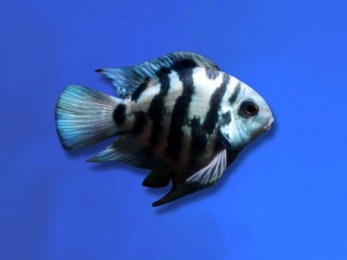 CICHLID PARROT TIGER / POLAR