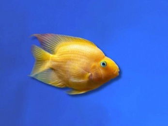 CICHLID PARROT YELLOW