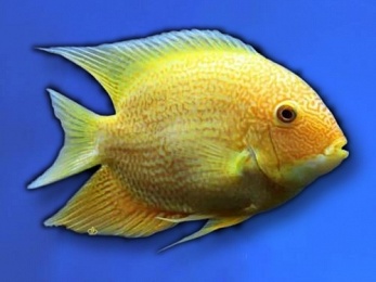 CICHLID SEVERUM GOLDEN