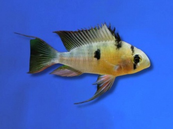 CICHLID RAM BOLIVIAN