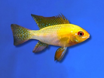 CICHLID RAM GOLDEN