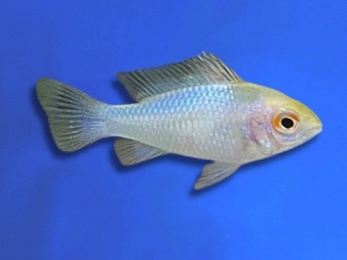 CICHLID RAM PLATINUM