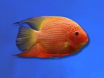 CICHLID SEVERUM RED SPOTTED