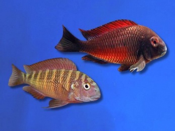 CICHLID TROPHEUS MOORII (RED BAND)