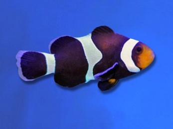 CLOWNFISH BLACK (AMPHIPRION OCELLARIS)