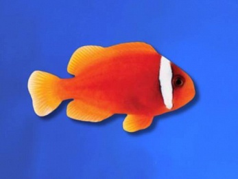CLOWNFISH TOMATO (AMPHIPRION FRENATUS)