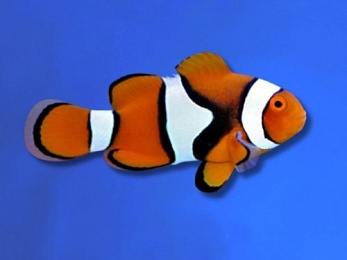 CLOWNFISH TRUE PERCULAR (AMPHIPRION PERCULA)