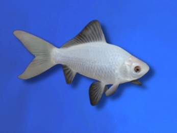 COMET WHITE