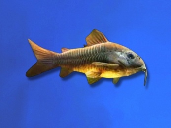 CORYDORAS BLACK VENEZUELA